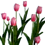 [Event] [Manor] Pink Tulips icon