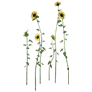 [Manor] Sunflower icon