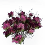 [Manor] Deep Pink Azalea icon
