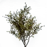 [Manor] Yellow Ginger Flower icon