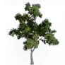 [Manor] Bountiful Jujube Tree icon