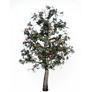 [Manor] Ripe Persimmon Tree icon
