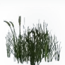 [Manor] Bristlegrass icon