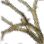 Old Tree Branch icon