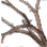Monk's Branch icon