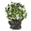 Vilentia's Vedelona Bouquet icon