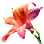 Crimson Echo Flower icon