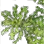 Dry Mane Grass icon