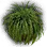 Bunch of Nolina icon