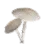 White Umbrella Mushroom icon