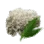 White Flower Mushroom icon