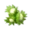 Hazel Tree Fruit icon