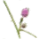 Mimosa Stalk icon