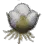 Cotton Wool icon