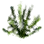 Water Thyme icon
