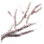 Coral Piece icon