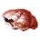 Red Shellfish icon