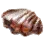 Clam icon