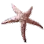 Diamond Starfish icon