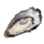 Oyster icon