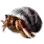 Ocean Hermit Crab icon