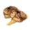 Dried Pearl Oyster Flesh icon