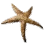 Dried Diamond Starfish icon