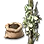 Pepper Seed icon