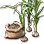 Garlic Seed icon
