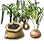 Onion Seed icon