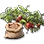 High-quality Strawberry Seed icon