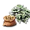 High-quality Seed Potato icon