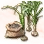 Mysterious Garlic Seed icon