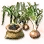 Mysterious Onion Seed icon