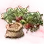 Mysterious Strawberry Seed icon