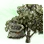 Mysterious Olive Seed icon