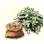 Mysterious Seed Potato icon