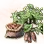 Mysterious Seed Sweet Potato icon