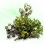 Mysterious Silver Azalea Seed icon
