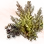 Mysterious Dry Mane Grass Seed icon