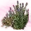 Mysterious Silk Honey Grass Seed icon