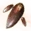 Mysterious Sky Mushroom Hypha icon