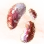 Mysterious Amanita Mushroom Hypha icon