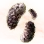 Mysterious Truffle Mushroom Hypha icon