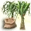Mysterious Nolina Seed icon