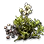 High-quality Silver Azalea Seed icon