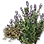 High-quality Silk Honey Grass Seed icon