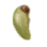 Shelled Seed icon