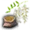Acacia Seed icon