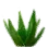 Aloe icon